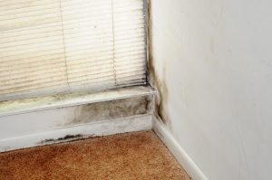 FEMA Warns Against Mold Issues