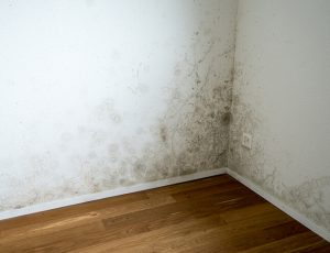 mold on wall